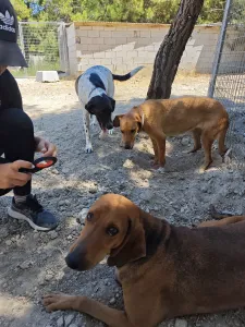 Hund Orfeas adoptieren