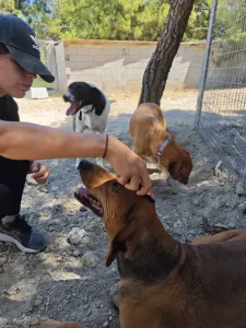 Hund Orfeas adoptieren
