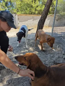 Hund Orfeas adoptieren