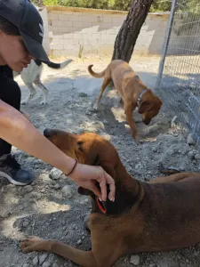 Hund Orfeas adoptieren