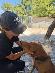 Hund Orfeas adoptieren