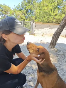 Hund Orfeas adoptieren