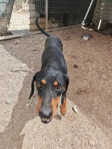 Adoptionsprofil für Kevin