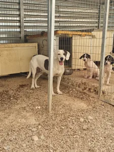 Adoptionsprofil für Riki