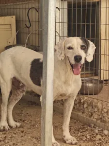 Adopt Riki