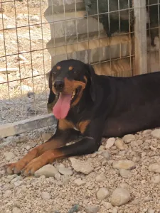 Adopt Kevin