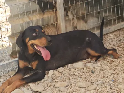 Adopt Kevin