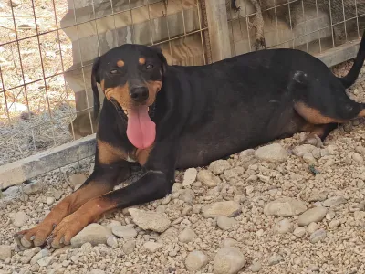 Adopt Kevin