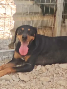 Adopt Kevin