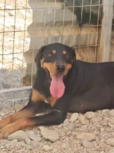 Adopt Kevin