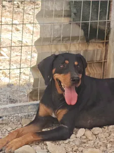 Adopt Kevin