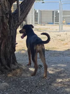 Adopt Ekler