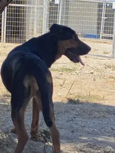 Adopt Ekler