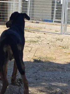 Adopt Ekler