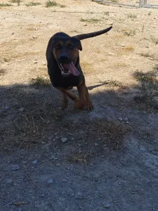 Adopt Ekler