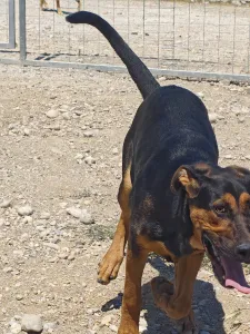Adoptionsprofil für Ekler