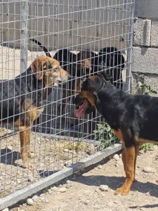 Adopt Ekler