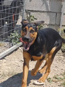 Adopt Ekler