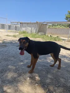 Adopt Ekler