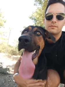 Adopt Ekler
