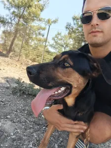 Adopt Ekler