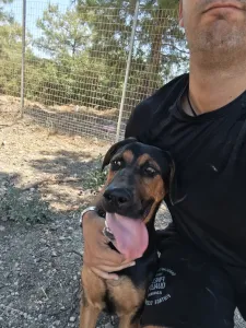 Adopt Ekler