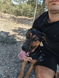 Adopt Ekler