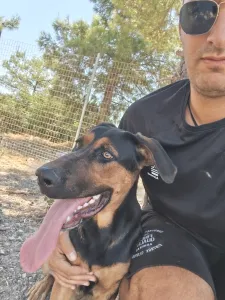 Adopt Ekler