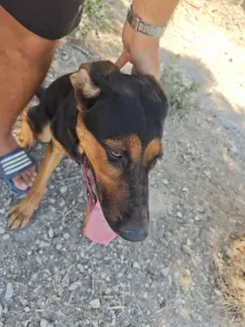 Adopt Ekler