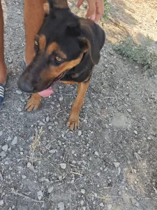 Adopt Ekler