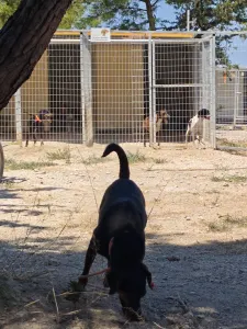 Adoptionsprofil für Kikita