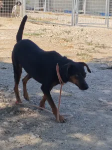 Hund Kikita adoptieren