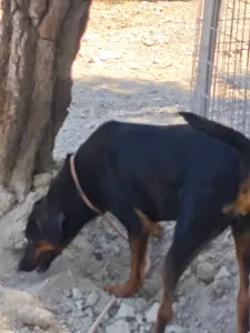 Hund Kikita adoptieren