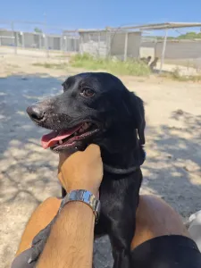 Adopt Clairy
