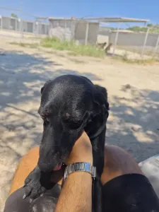 Adopt Clairy