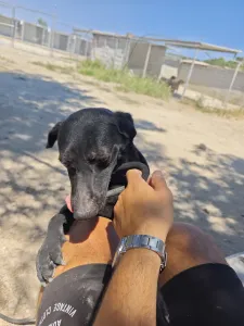 Adopt Clairy