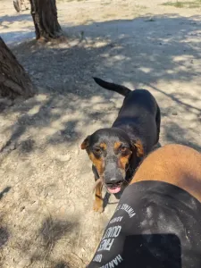 Adopt Kevin
