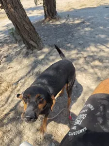 Adopt Kevin