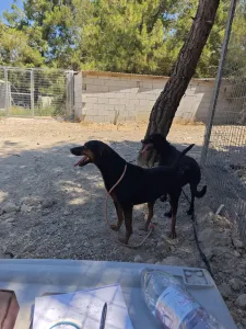 Hund Kikita adoptieren