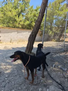 Hund Kikita adoptieren