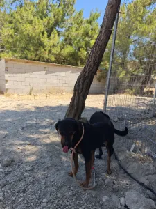 Hund Kikita adoptieren