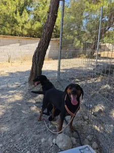Hund Kikita adoptieren