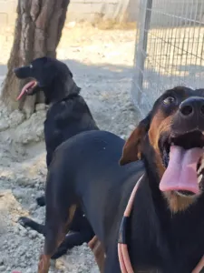 Adopt Clairy