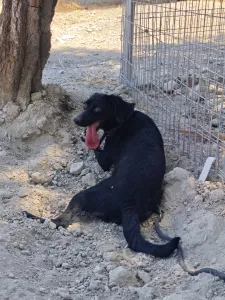 Adopt Clairy