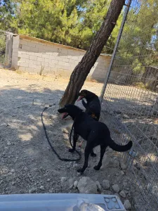 Adopt Clairy