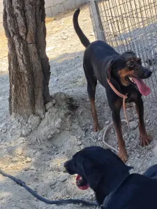 Adopt Clairy