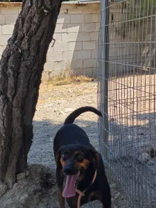 Hund Kikita adoptieren