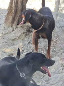 Hund Kikita adoptieren