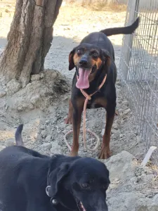 Adopt Clairy