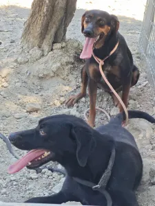 Adopt Clairy